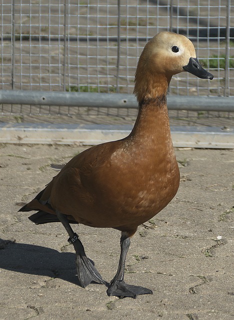 安排了多场