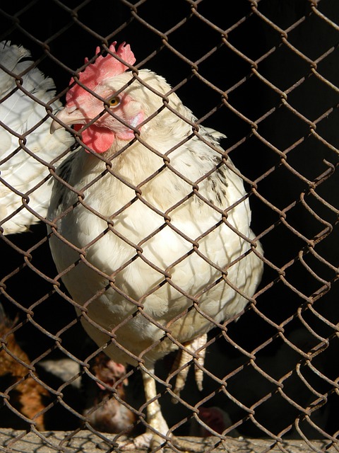 冠拼图中的 冠拼图中的